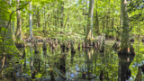 Bald Cypress Trail