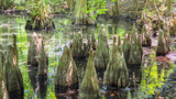 Bald Cypress Trail