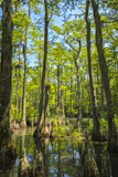 Bald Cypress Trail