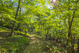 Dark Hollow Falls Trail