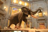 National Museum of Natural History