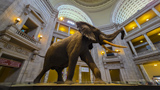 National Museum of Natural History