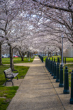 Senate Parks