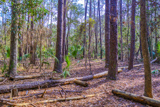 Wormsloe Historic Site Trail