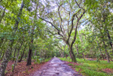 Wormsloe Historic Site Trail
