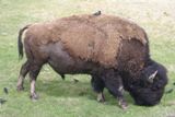Bison
