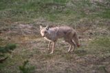Coyote