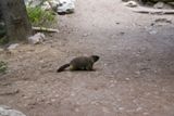 Une marmotte