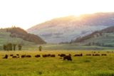 Bisons &agrave; Lamar Valley