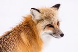 Renard