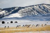 Pronghorn