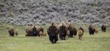 Bisons