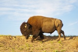 Bison dans Hayden Valley