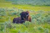 Bison dans Hayden Valley