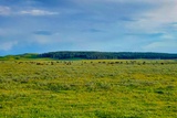 Bisons dans Hayden Valley