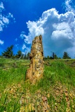Petrified Tree