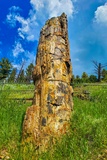 Petrified Tree