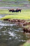 Combat de bisons