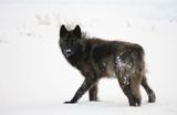 Loup