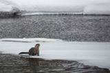 Loutre