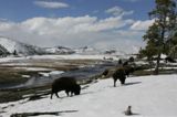 Bisons