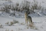 Coyote