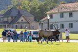 Elk