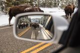 Bisons