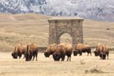 Bisons
