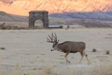 Elk