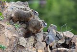 Bébés marmottes
