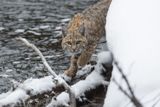 Lynx