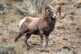 Photos/Images de Yellowstone National Park - La faune sauvage