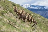 Mouflons