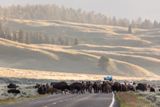 Bisons