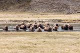 Bisons
