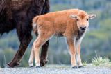 Jeune bison