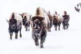 Bisons