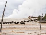 Bisons