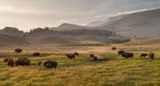 Bisons