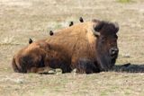 Photos/Images de Yellowstone National Park - La faune sauvage