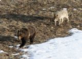 Ours et coyote