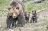 Photos/Images de Yellowstone National Park - La faune sauvage