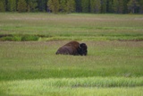 Bisons