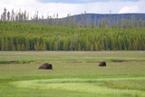 Bison