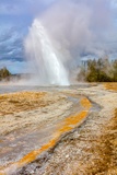 Daisy Geyser