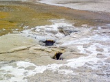 Plume Geyser
