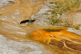Marmot Cave Geyser