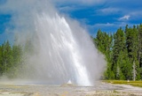 Daisy Geyser