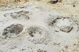 Grizzly Fumarole